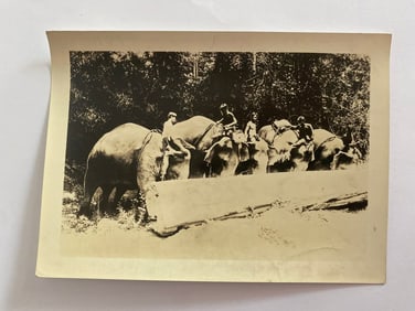 Antique Brown Brothers Elephants Moving Wood  Photo