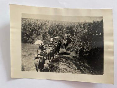 Antique Brown Brothers Elephant Tiger Hunt Photo