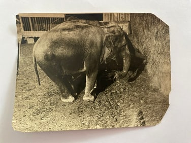 Antique Brown Brothers Circus Elephant Photo