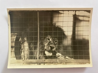 Antique New York Zoological Society Lion Photo