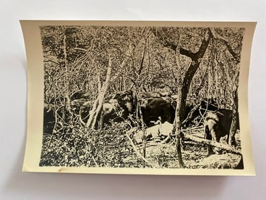 Antique Brown Brothers Wild Elephants In the Jungle Photo