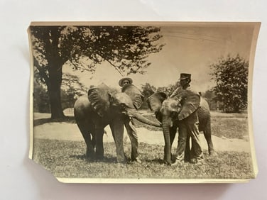 Antique Brown Brothers Baby Elephant Photo