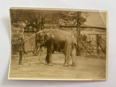 Antique Brown Brothers Elephant Bathing at Zoo Photo