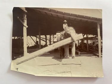 Antique Brown Brothers Elephant Working Photo