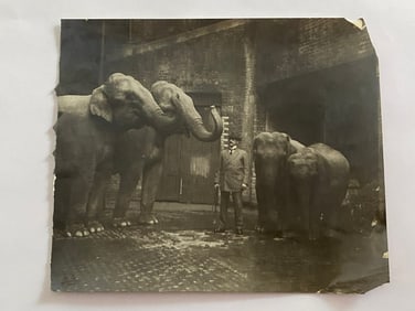 Antique Brown Brothers Circus Elephant Photo