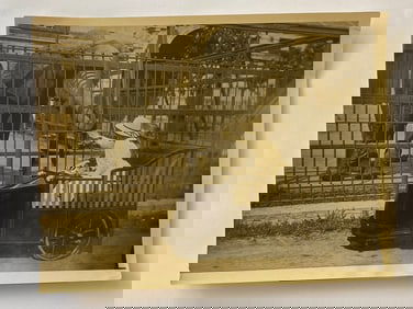 Antique Brown Brothers Circus Elephant Photo