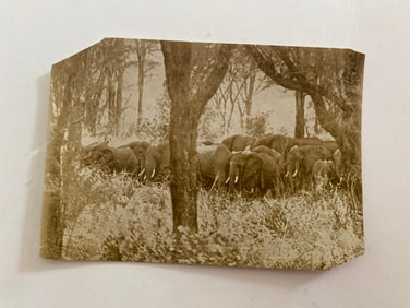Herd of Wild African Elephants  Brown Brothers Photograph