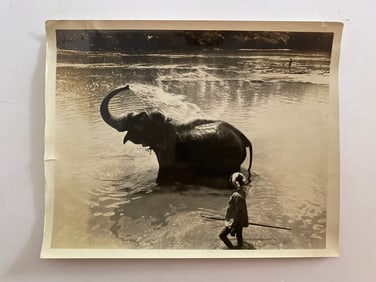Elephant Bathing  Photograph