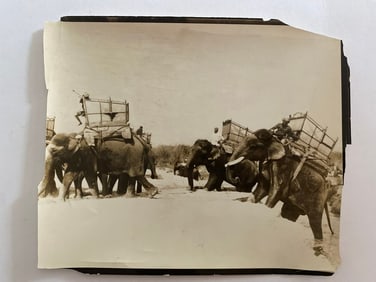 Indian Elephant  Brown Brothers Photo