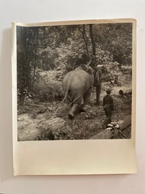 Elephant at Work Brown Brothers  Photograph