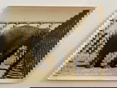 Indian Elephant in San Diego Zoo Brown Brothers Photo