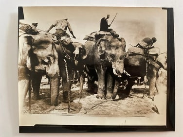 Indian Elephants  Photo