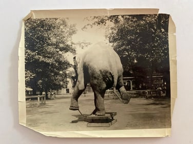Brown Brothers Elephant Photograph