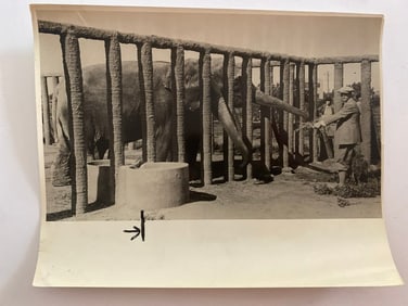 Elephants at The San Diego Zoo  Brown Brothers Photograph