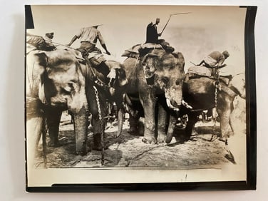 Indian Elephant Brown Brothers  Photograph