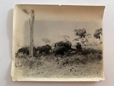 Herd of African Elephants  Brown Brothers Photograph