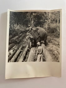 Elephants at Work Brown Brothers  Photograph