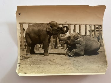 Elephants at The San Diego Zoo  Brown Brothers Photograph