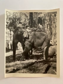 Men Riding Elephants Brown Brothers  Photograph