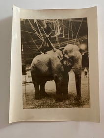 Circus Elephant Cleaning Brown Brothers Photograph