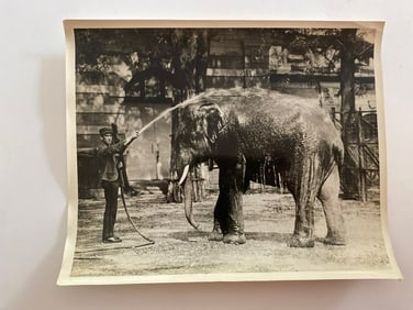 Elephant Bathing at Zoo Brown Brothers Photograph