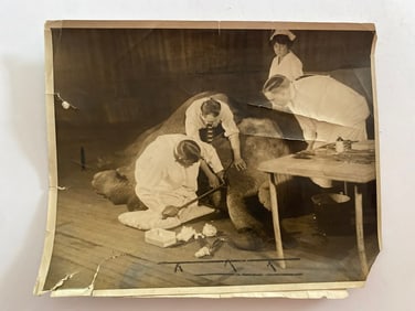 Elephant Dental Work Brown Brothers Photograph