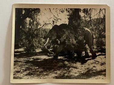 Tarzan Riding Elephant Movie Photo