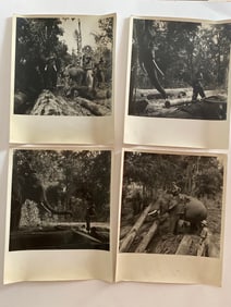 Elephant Working Brown Brothers Photograph (4)