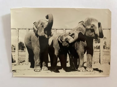 Elephants at The San Diego Zoo  Brown Brothers Photograph