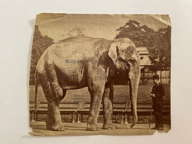 Elephant at Zoo Brown Brothers Photograph