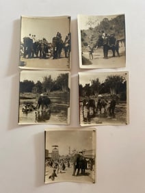 Brown Brothers  Antique  Elephant Photograph Lot (5)