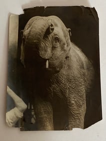 Brown Brothers Elephant Photo