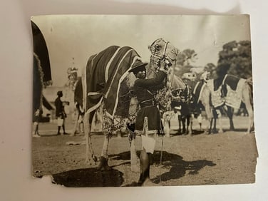Camel Pageant Brown Brothers Photograph