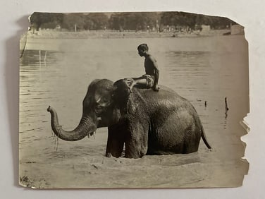 Indian Man Riding Elephant Brown Brothers Photograph