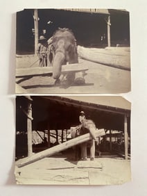 Elephant at Work Brown Brothers  Photograph (2)