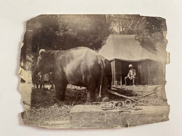Captured Wild Elephant Brown Brothers Photograph