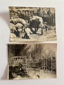 Elephants Penned Up Brown Brothers Photographs (2)