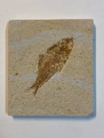 Green River Fossil Fish Mold