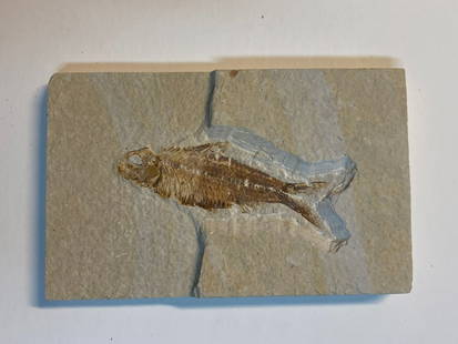 Green River Fossil Fish Mold: Offered here is a striking Green River fossil fish mold, showcasing the natural beauty and prehistoric wonder of one of the most famous fossil formations in the world. Dating back approximately 50 mil