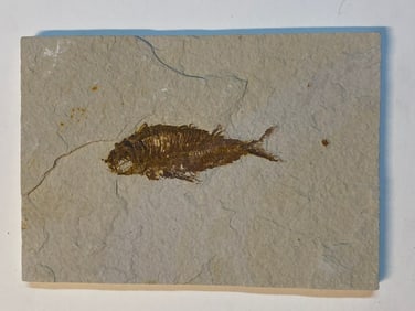 Green River Fossil Fish Mold