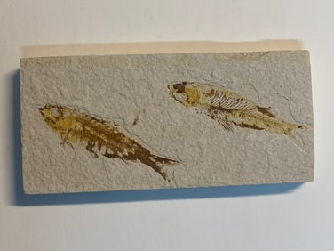 Green River Fossil Fish Mold