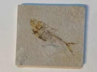 Green River Fossil Fish Mold