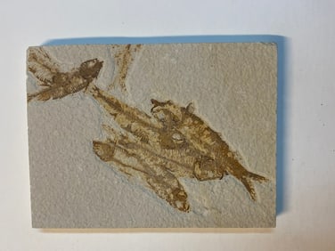 Green River Fossil Fish Mold