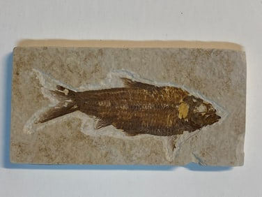 Green River Fossil Fish Mold