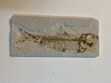 Green River Fossil Fish Mold