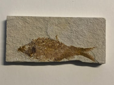 Green River Fossil Fish Mold
