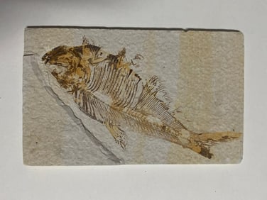 Green River Fossil Fish Mold