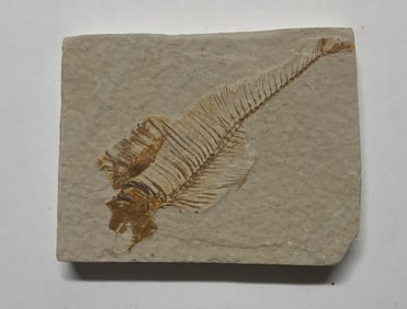 Green River Fossil Fish Mold