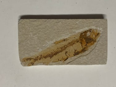 Green River Fossil Fish Mold
