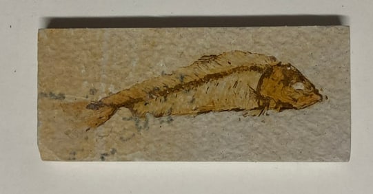 Green River Fossil Fish Mold